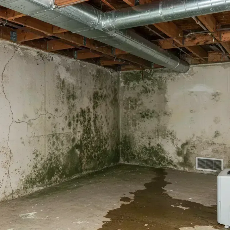 Professional Mold Removal in Beckley, WV